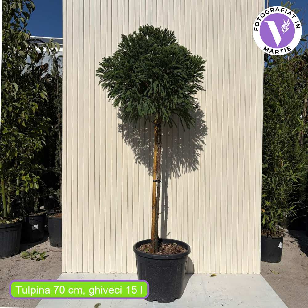 Cryptomeria japonica Globosa Nana pe tulpina, conifer japonez pitic sferic, decorativ tot anul, pentru ghivece si gradini mici