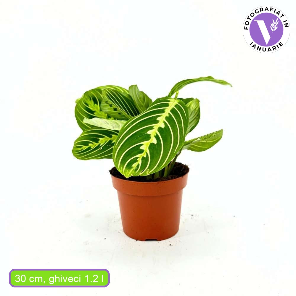 Planta Care se Roaga (Maranta) Kerchoveana, 30-40 cm