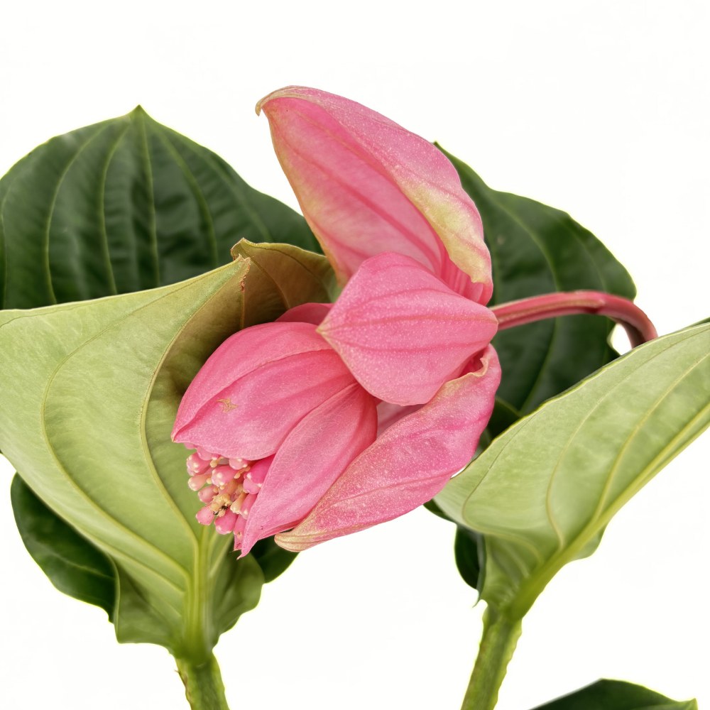 Floarea Regelui Medinilla Flamenco, 40-55 cm, flori roz spectaculoase, planta tropicala exotica, decor luxuriant pentru casa si interior