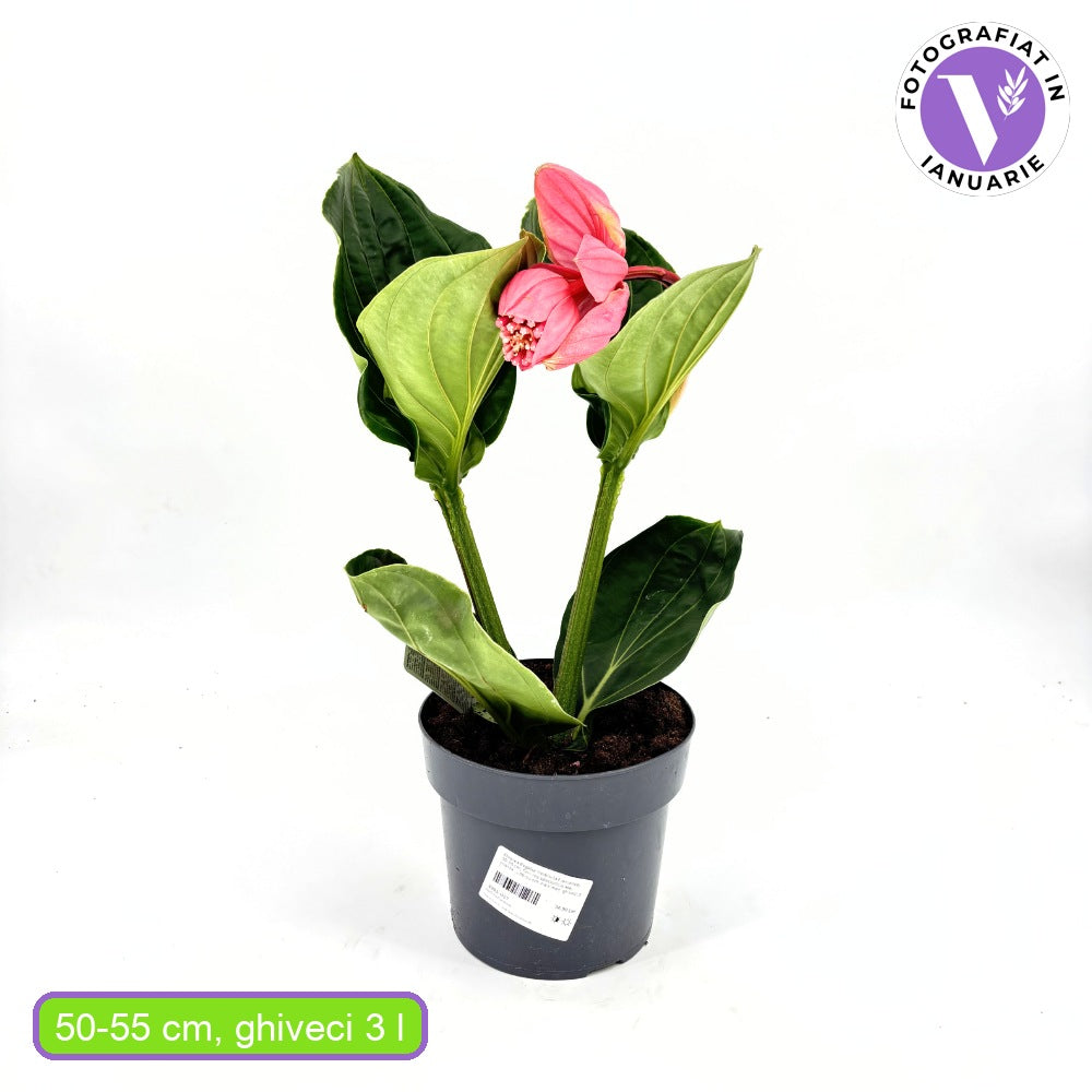 Floarea Regelui Medinilla Flamenco, 40-55 cm, flori roz spectaculoase, planta tropicala exotica, decor luxuriant pentru casa si interior