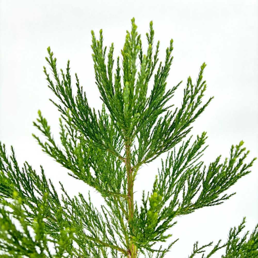 Arborele Mamut, Sequoia Gigant (Sequoiadendron Giganteum), conifer cu ace verde-albastrui, aspect metalic usor, arbore decorativ urias, vesnic verde, coroana piramidala