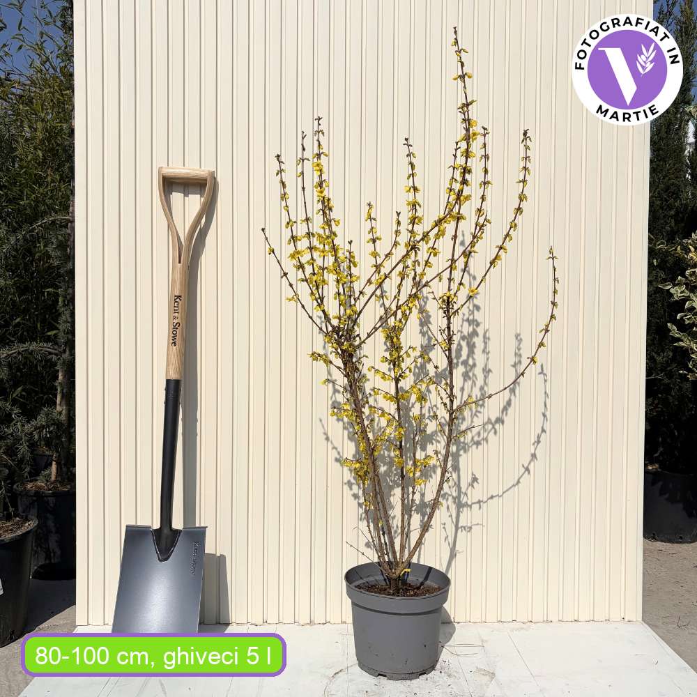 Ploaie de Aur (Forsythia Week-end), arbust ornamental cu flori galbene primavara, crestere rapida