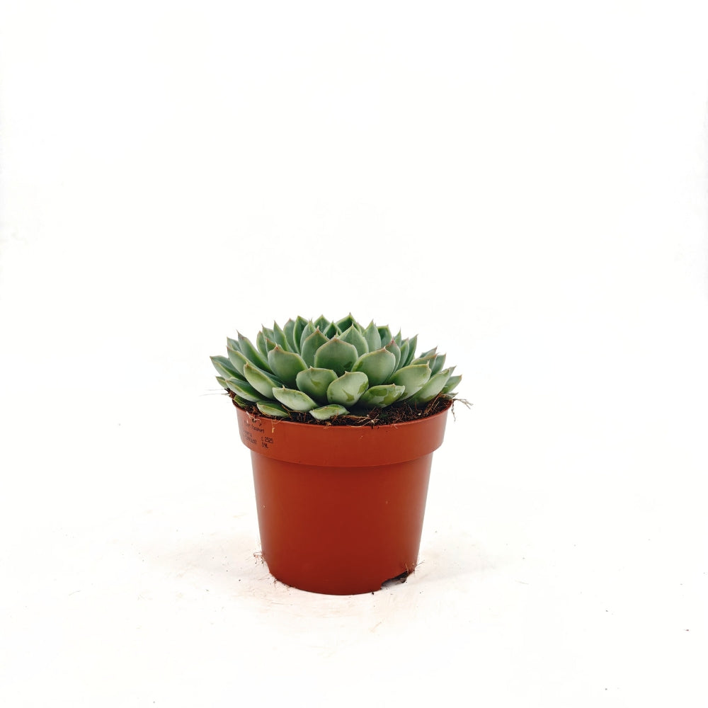 Suculenta (Echeveria) Sky Pearl, 15 cm, suculenta decorativa frunze argintiu perlat cu varfuri rosii, interior