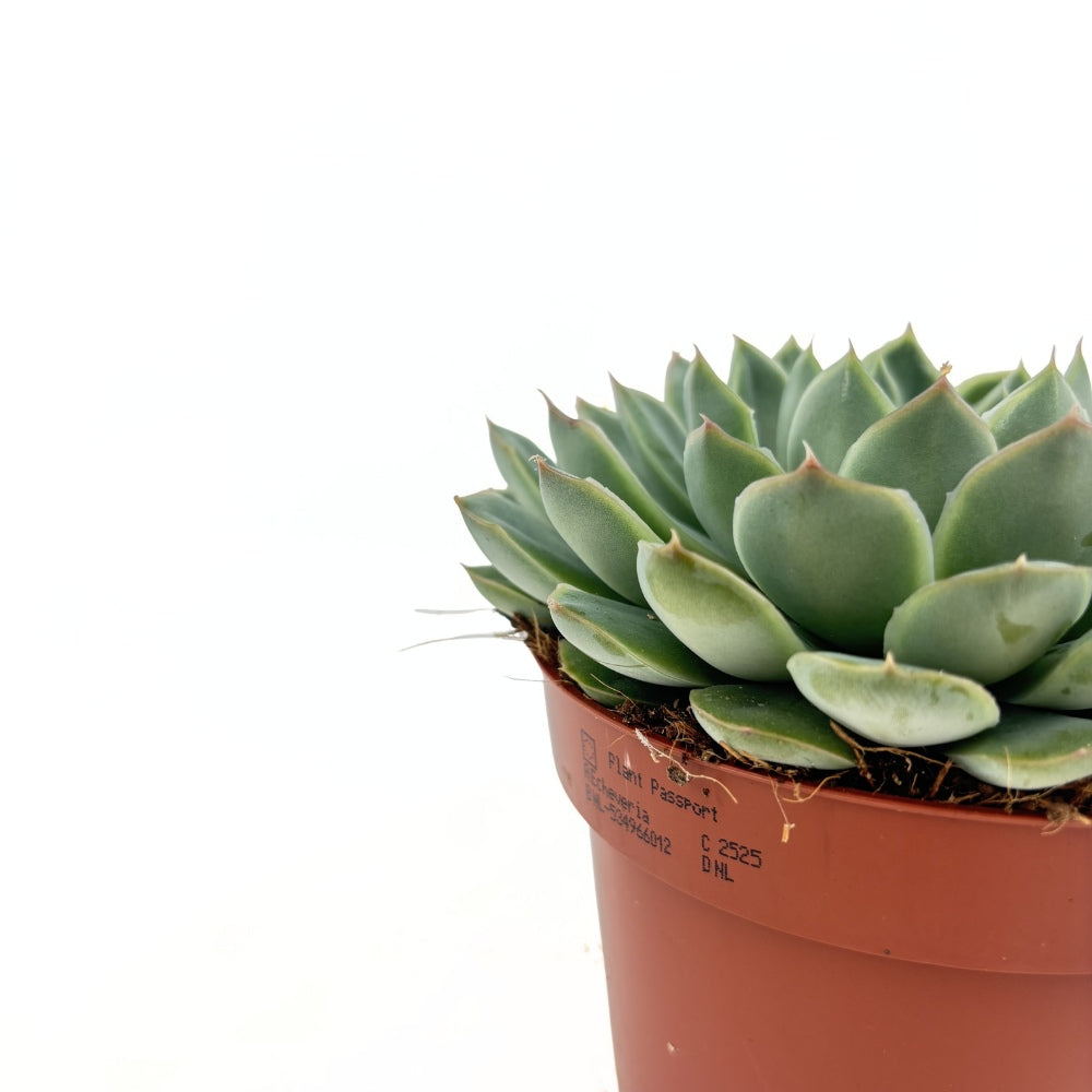 Suculenta (Echeveria) Sky Pearl, 15 cm, suculenta decorativa frunze argintiu perlat cu varfuri rosii, interior