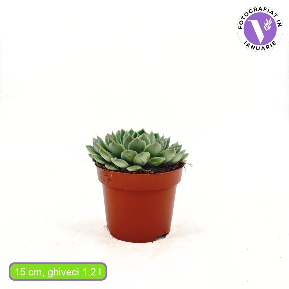 Suculenta (Echeveria) Sky Pearl, 15 cm, suculenta decorativa frunze argintiu perlat cu varfuri rosii, interior