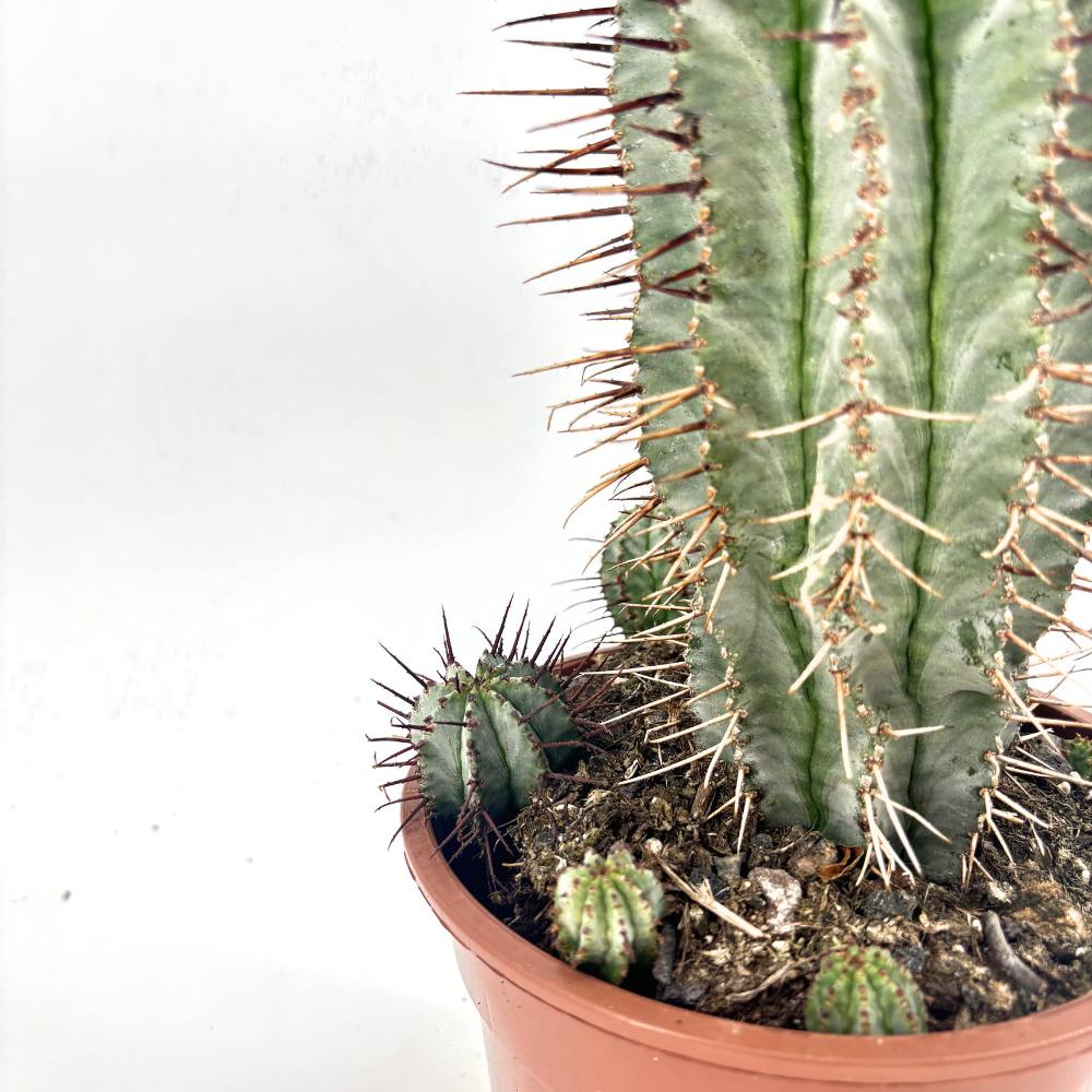Cactus Horrida, planta rezistenta exotica de interior, usor de intretinut, 40 cm