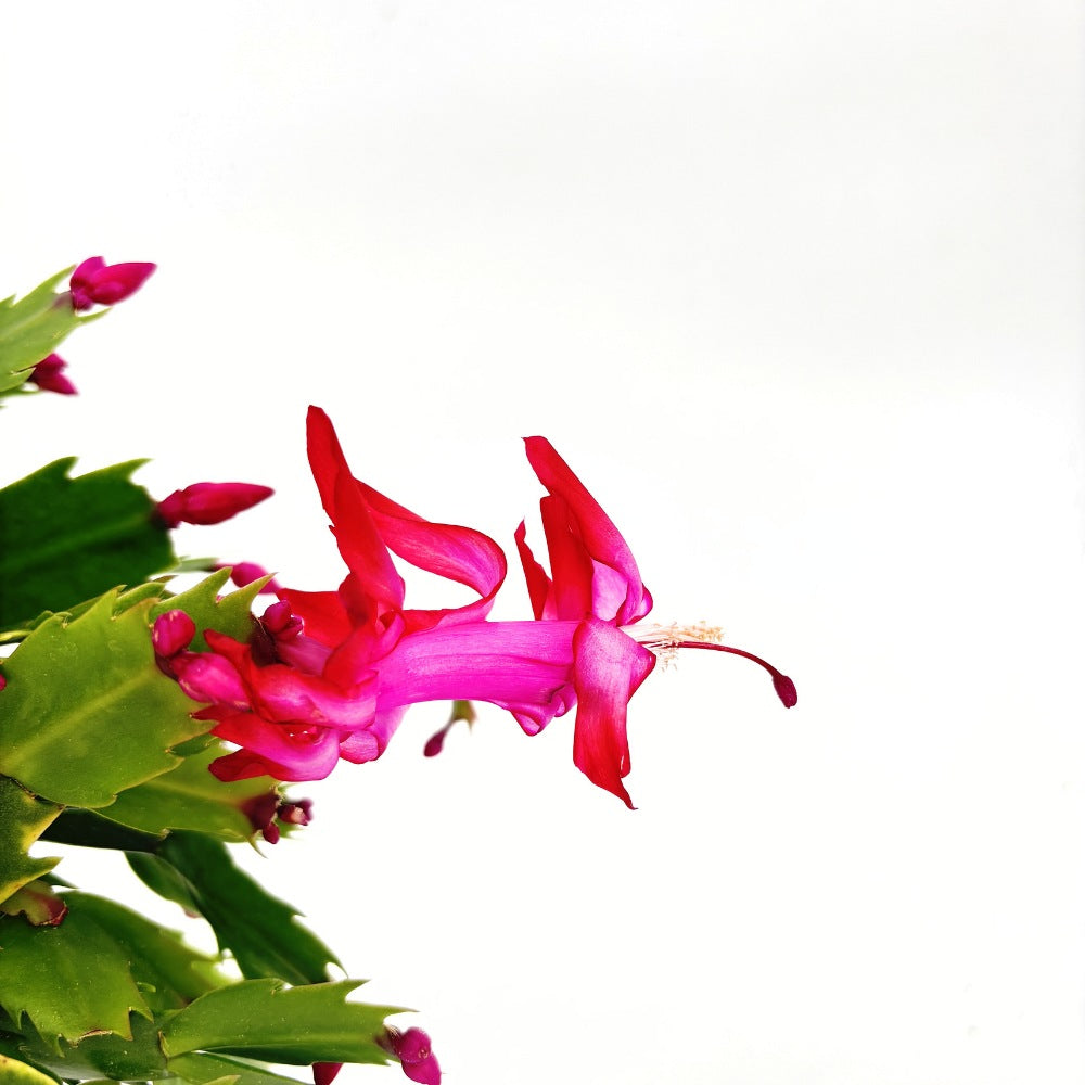 Cactusul de Craciun brazilian (Schlumbergera), 20-30 cm, planta de interior decorativa cu flori roz spectaculoase iarna