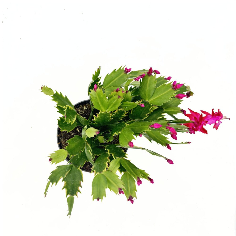 Cactusul de Craciun brazilian (Schlumbergera), 20-30 cm, planta de interior decorativa cu flori roz spectaculoase iarna