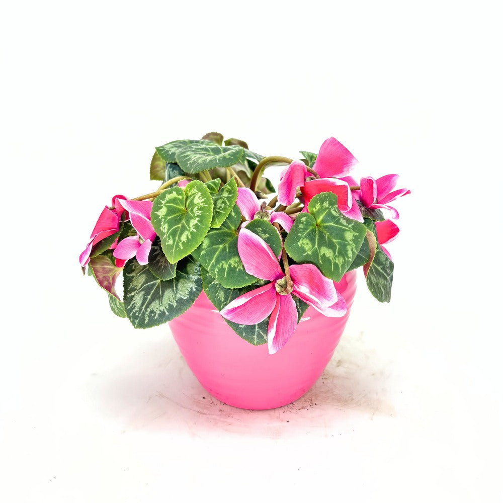 Floarea Cyclamen Lovely Moments, planta de interior cu flori delicate bicolor si frunze decorative - 20-/0 cm