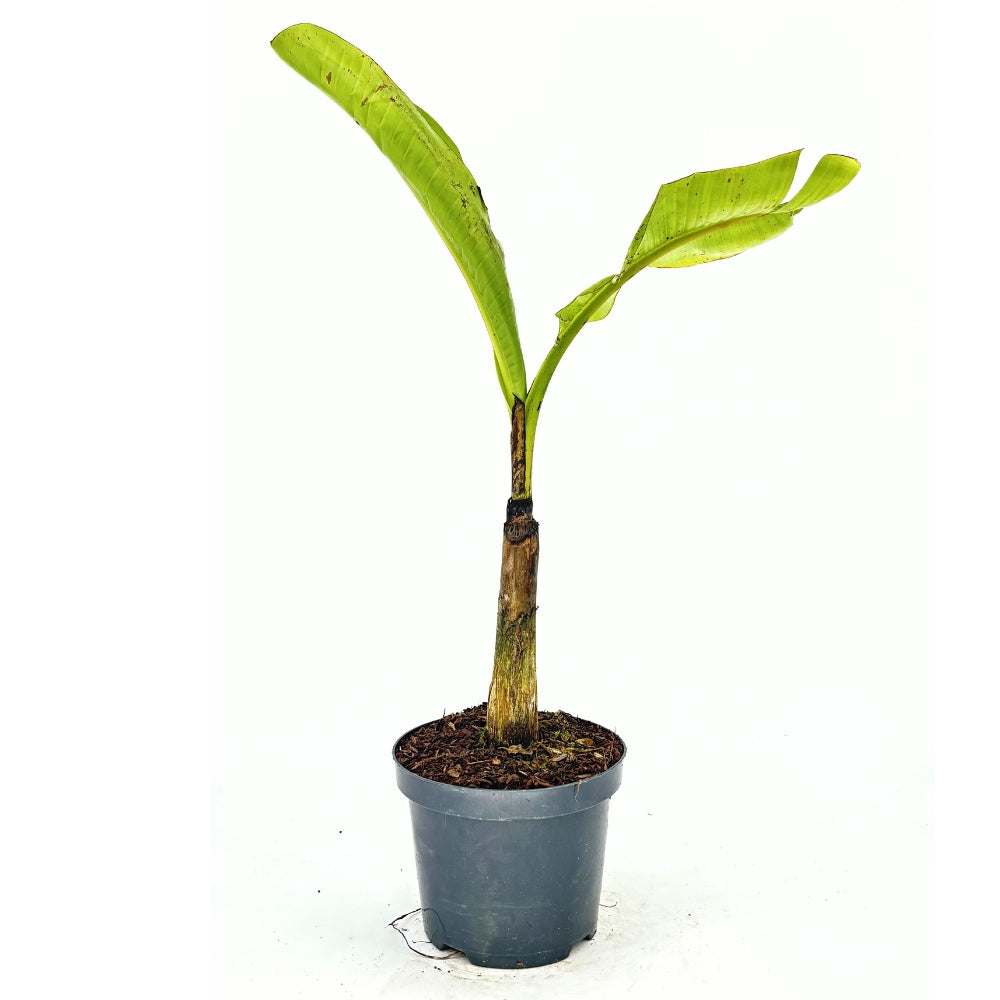 Bananier Ever Red (Musa Ever Red), 70 cm, planta de interior tropicala cu frunze rosii decorative
