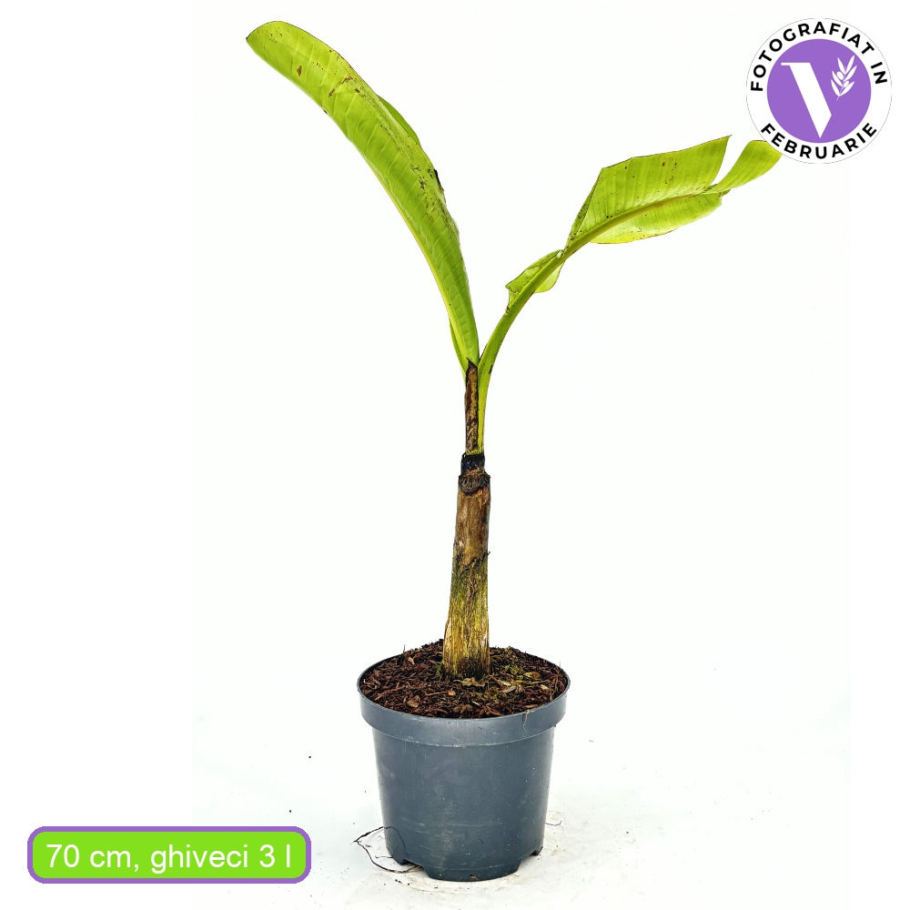 Bananier Ever Red (Musa Ever Red), 70 cm, planta de interior tropicala cu frunze rosii decorative