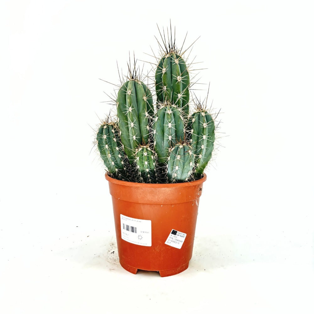 Cactus Cereus peruvianus Florida, 40 cm, cactus columnar compact, planta suculenta decorativa interior, cactus exotic usor de intretinut
