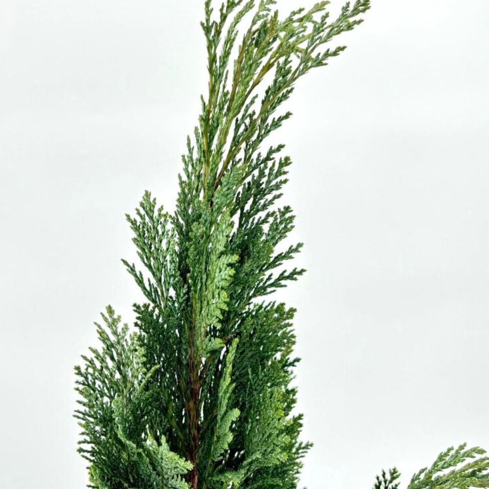 Chiparos Columnaris Ellwoodii, conifer decorativ albastru-verzui, vesnic verde, forma columnara, rezistent la ger