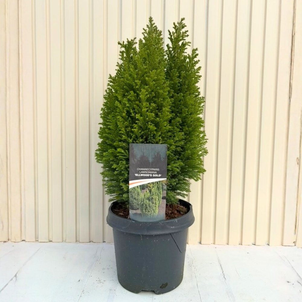 Chiparos Pitic auriu Ellwoods Gold, conifer decorativ galben-auriu, compact, vesnic verde, port conic