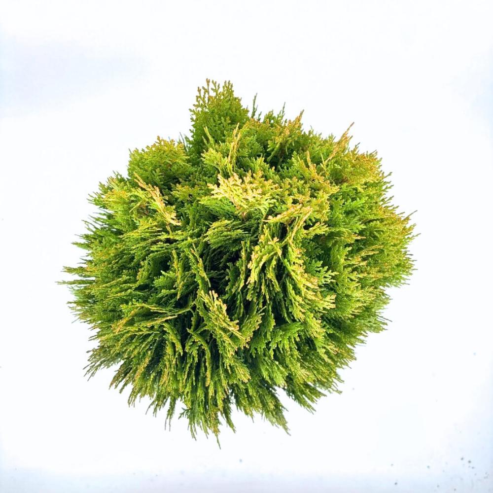 Tuia pitica auriu Aurea Nana (Arborele Vietii), tuia galbena- auriu, decorativ gradina