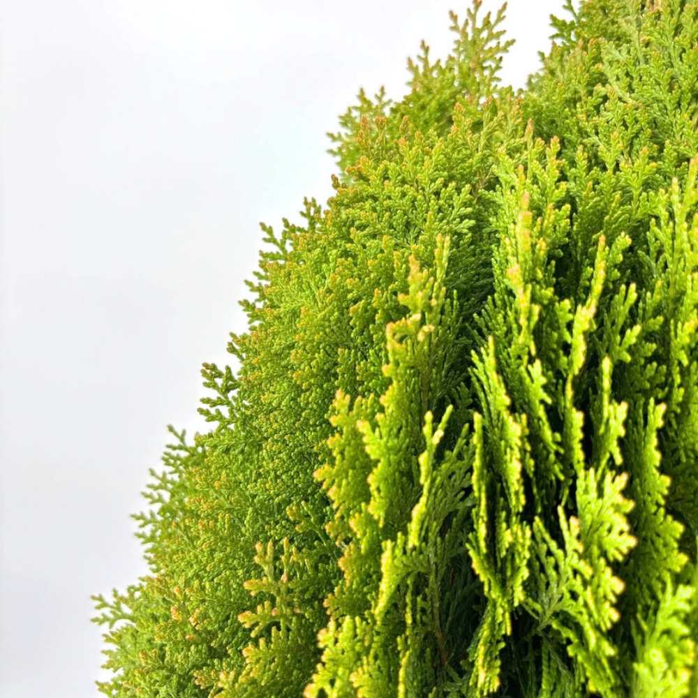 Tuia pitica auriu Aurea Nana (Arborele Vietii), tuia galbena- auriu, decorativ gradina