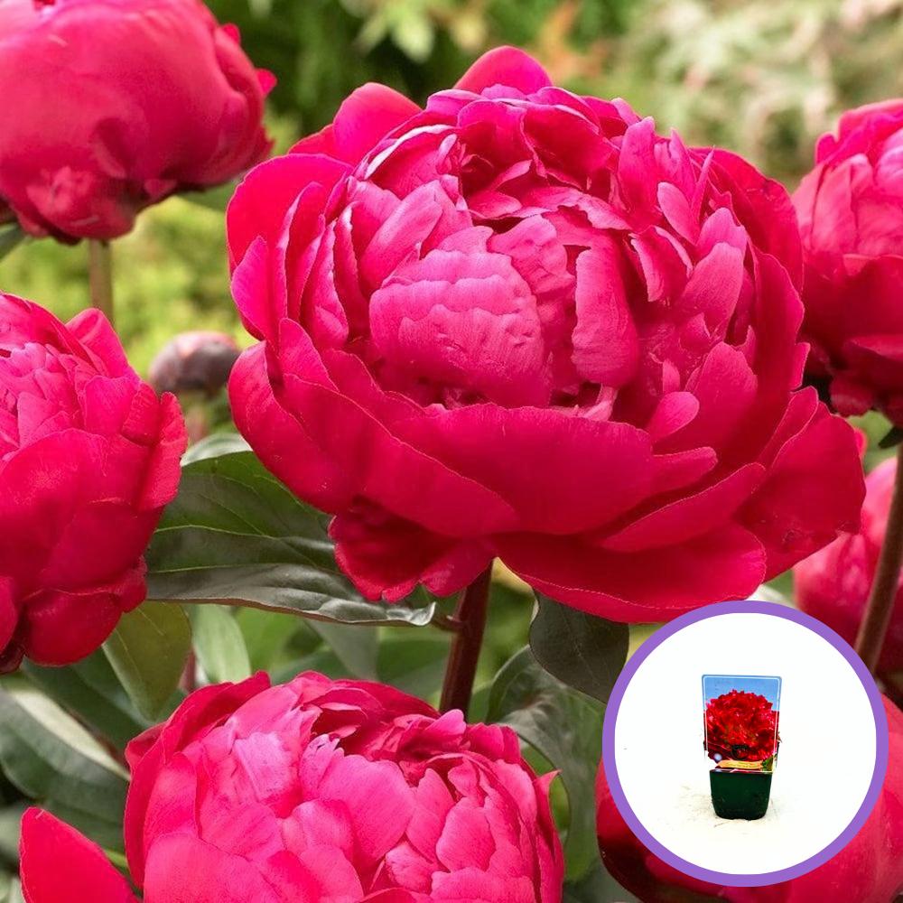 Bujor nobil Red Sarah Bernhardt, cu flori duble rosii si parfum puternic, inradacinat in ghiveci