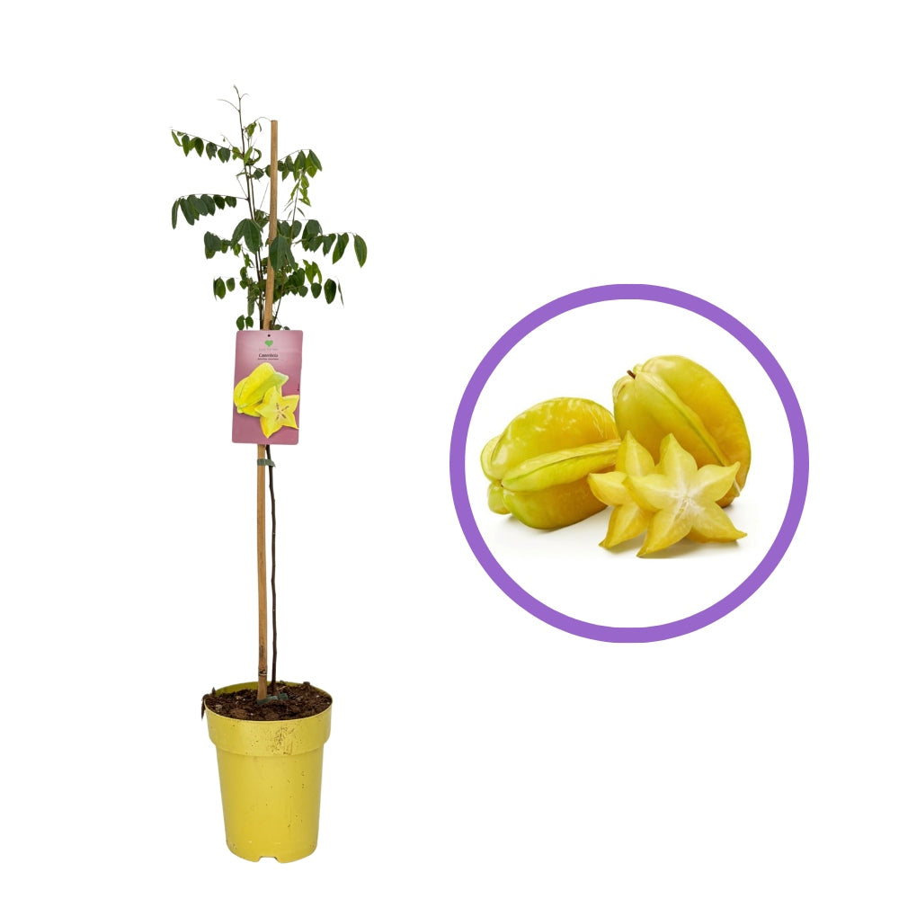 Fructul Stea (Averrhoa carambola), in ghiveci, cu fructe exotice galbene dulci-acrisoare, racoritor, aroma citrica