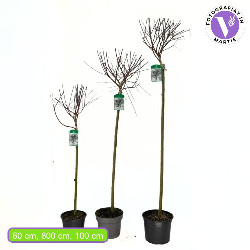Salcie ornamentala (Salix Palmowa) cu frunze late decorative si crestere rapida, arbore rezistent pentru gradini din Romania