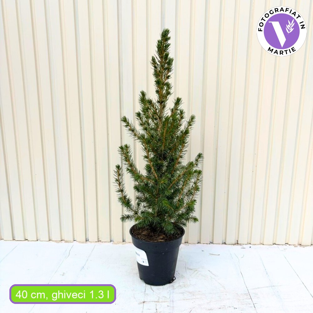 Molid Pitic (Picea Glauca) Conica Perfecta, textura fina, forma conica, pom pitic de craciun