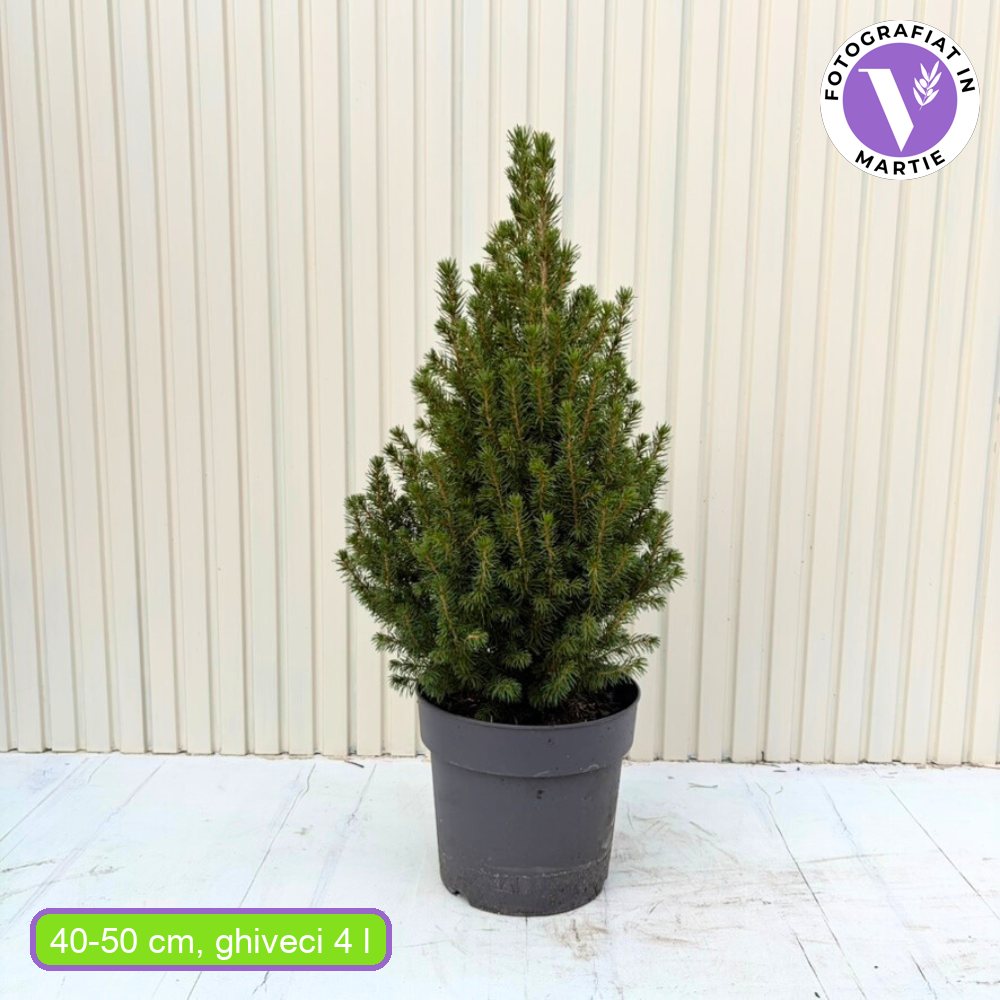 Molid Pitic (Picea Glauca) Conica Perfecta, textura fina, forma conica, pom pitic de craciun