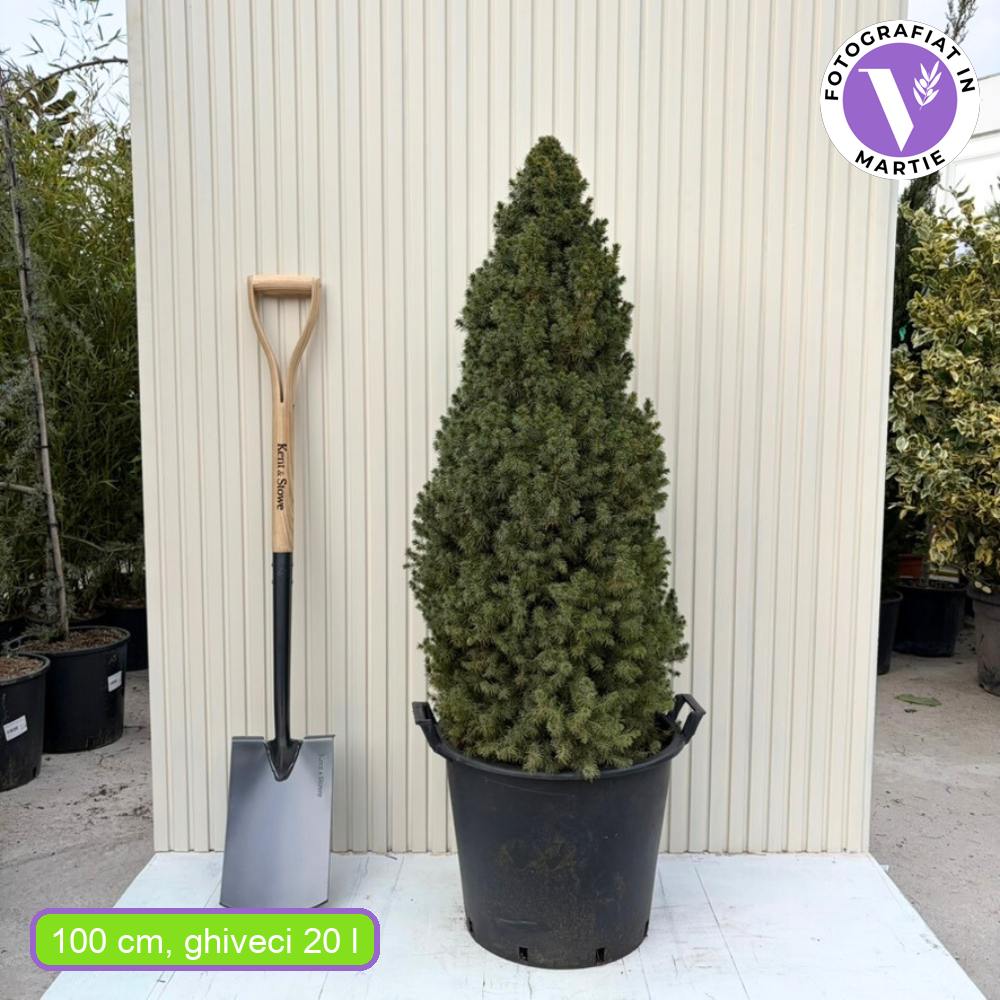 Molid Pitic (Picea Glauca) Conica Perfecta, textura fina, forma conica, pom pitic de craciun