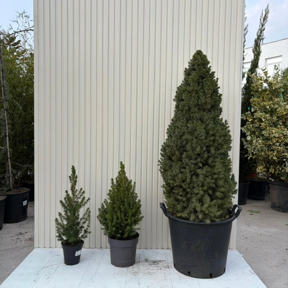 Molid Pitic (Picea Glauca) Conica Perfecta, textura fina, forma conica, pom pitic de craciun