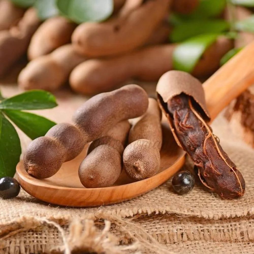 Fructul Tamarind (Tamarindus indica), in ghiveci, arbore exotic cu fructe comestibile dulci-acrisoare, planta tropicala decorativa