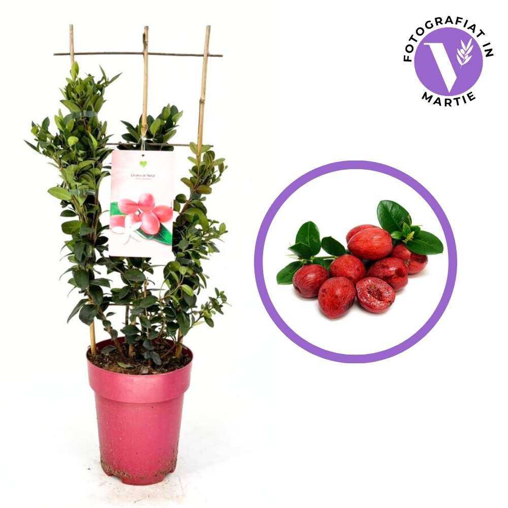 Fructul Ciruela de Natal (Carissa grandiflora) in ghiveci, exotic vesnic verde cu fructe rosii dulce-acrisor, aroma asemanatoare capsunilor, flori parfumate