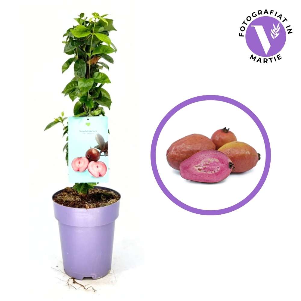 Fructul Guayabito purpurea (Psidium eugeniaefolia), in ghiveci, exotic cu fructe rosii aromat dulce acrisot, pulpa roze comestibile