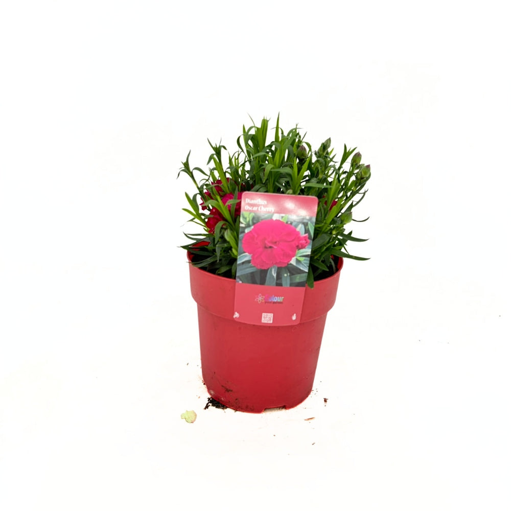 Garofita Oscar Cherry, perena parfumata,perena parfumata, flori rosu-cirea, 15-20 cm, soare, rezistenta la ger
