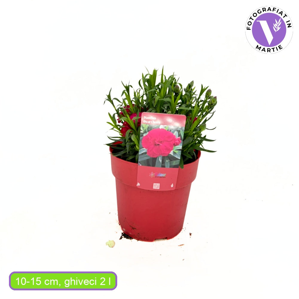 Garofita Oscar Cherry, perena parfumata,perena parfumata, flori rosu-cirea, 15-20 cm, soare, rezistenta la ger