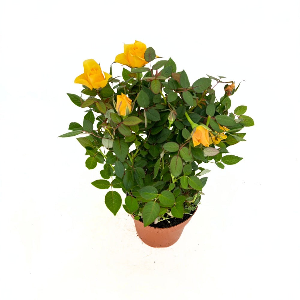 Trandafir Pitic in Miniatura Yellow Star, cu flori galben, inflorire repetata, pentru ghiveci si balcon
