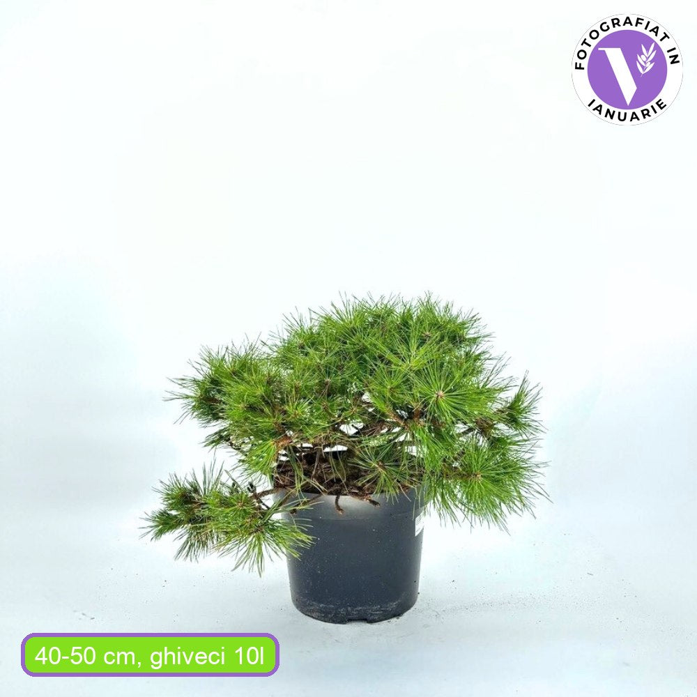 Pin Pitic Rosu Japonez (Pinus densiflora) Low Glow, cu ace verzi aprinse