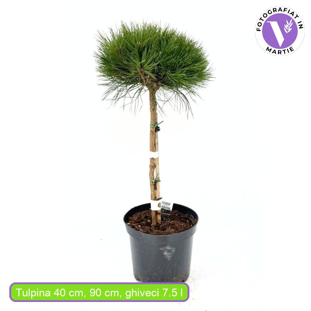 Pin Pitic Negru Marie Bregeon, coroana sferica si ace verde intens, ideal pentru ghivece si gradini mici