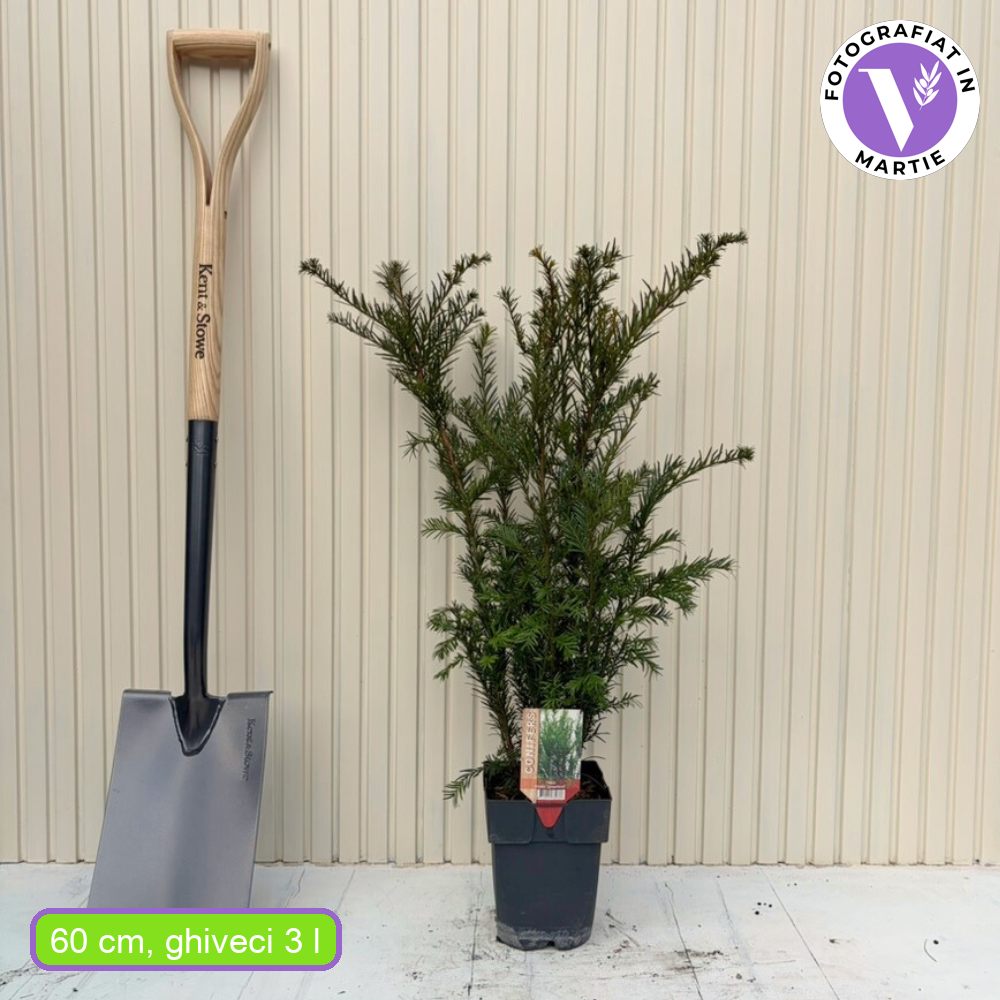 Tisa Groenland (Taxus Baccata), vesnic verde, compacta, rezistenta, ideala gard viu, fructe rosii decorative