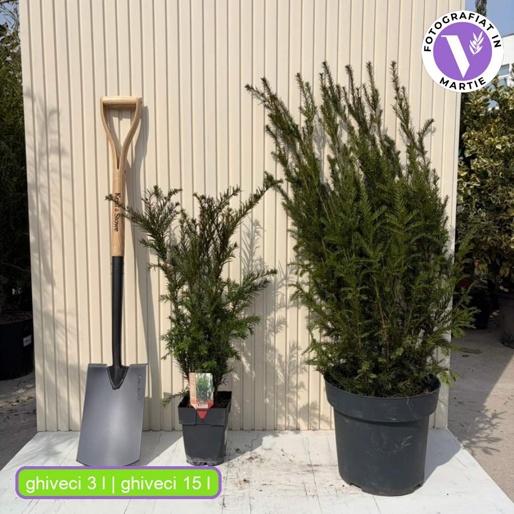Tisa Groenland (Taxus Baccata), vesnic verde, compacta, rezistenta, ideala gard viu, fructe rosii decorative