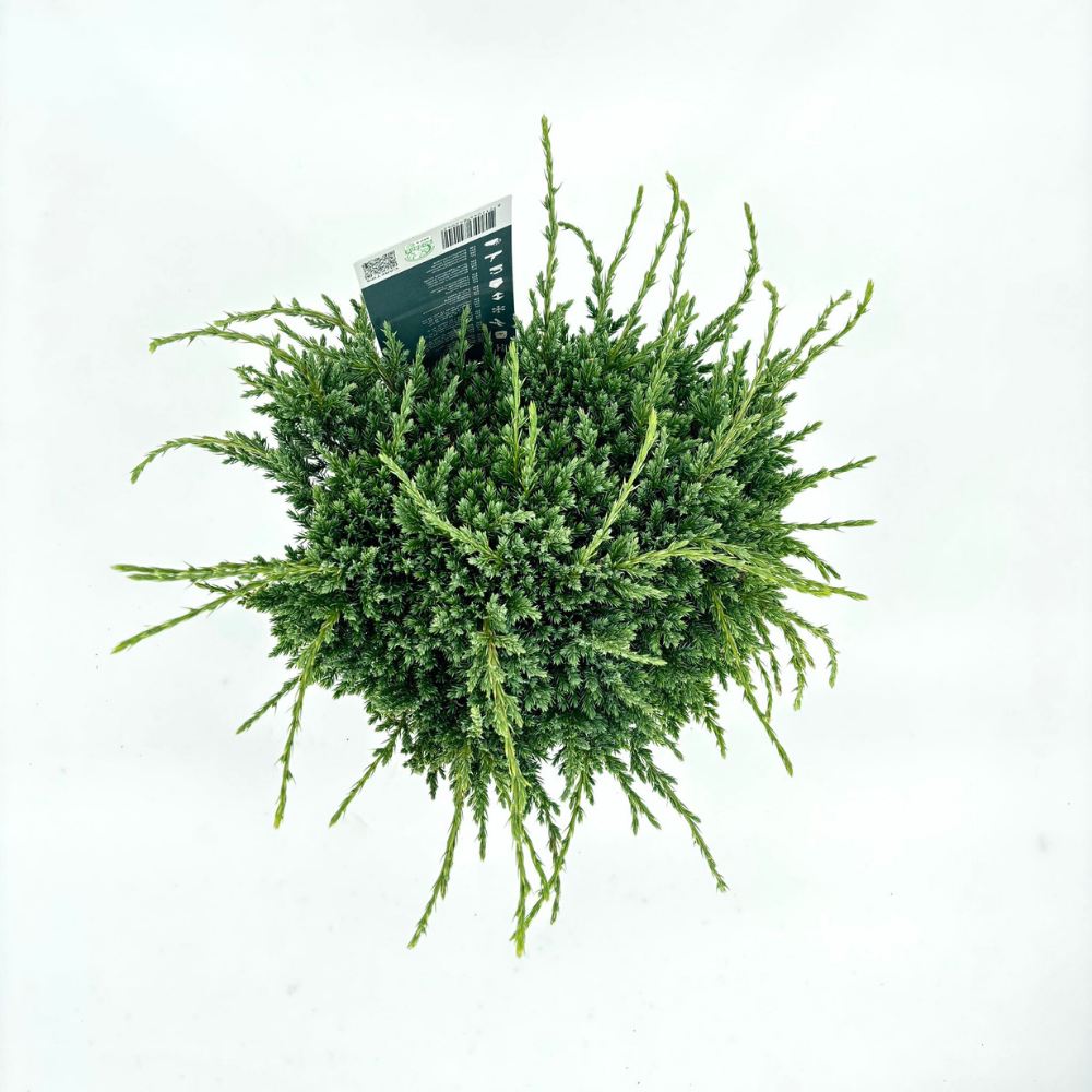Ienupar Holger, tarator, cu frunzis verde-albastrui, conifer pitic, compact, de ghiveci sau gradina