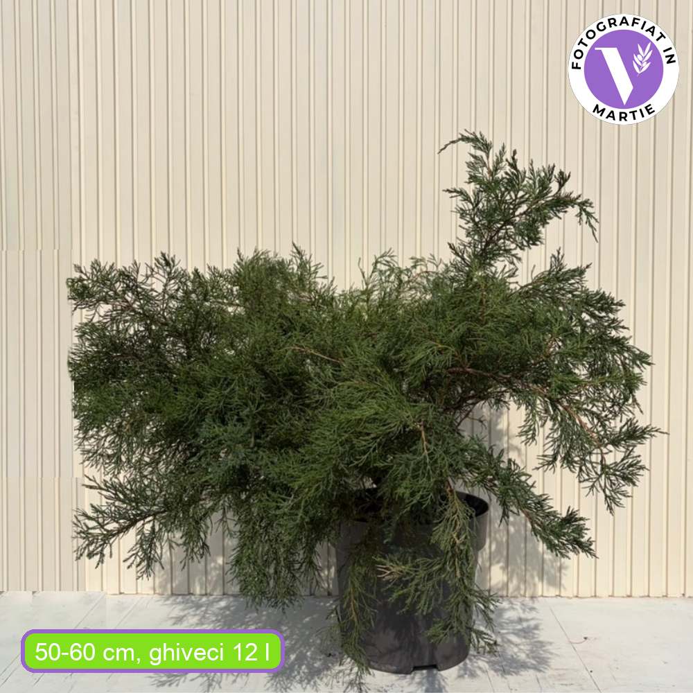 Ienupar Mint Julep, conifer decorativ verde intens, tarator, rezistent la seceta si ger, ideal pentru taluzuri si borduri