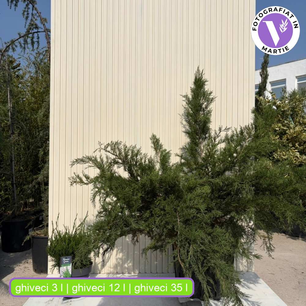 Ienupar Mint Julep, conifer decorativ verde intens, tarator, rezistent la seceta si ger, ideal pentru taluzuri si borduri