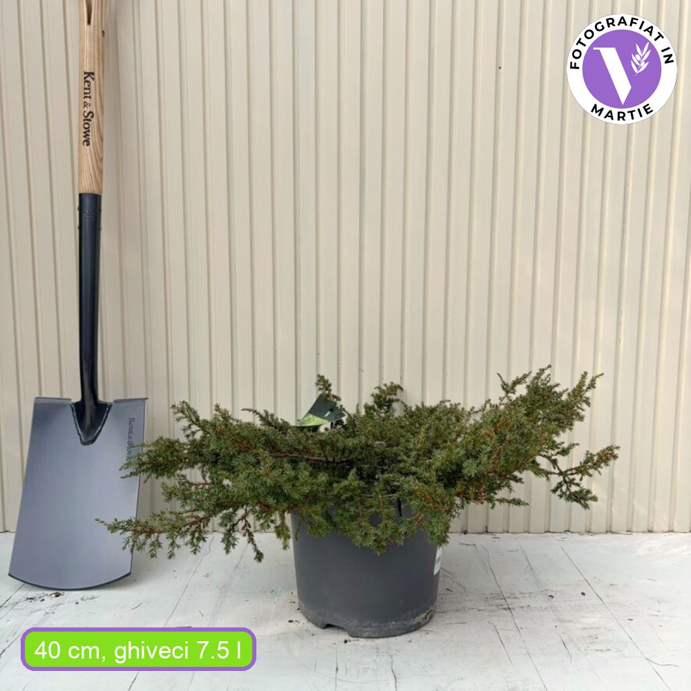 Ienupar Green Carpet, frunzis verde, covor vesnic verde decorativ, Ideal taluzuri si stancarii