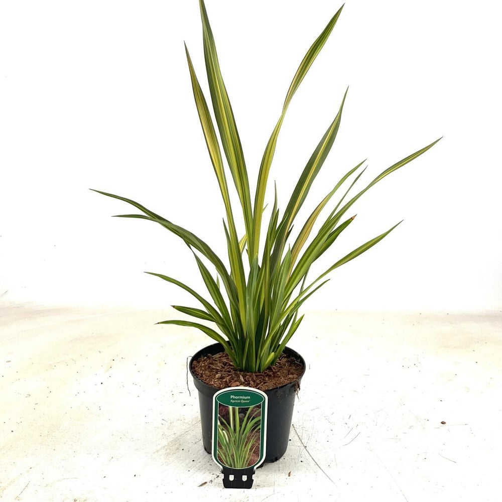 Iarba Flax Apricot Queen (Phormium), frunze elegante verde, crem si nuante caisii, vesnic verde