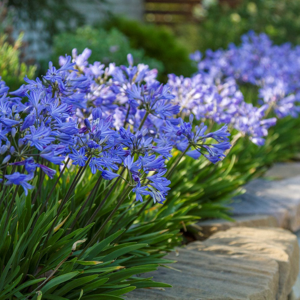 Crin African Agapanthus Blue Umbrella, flori albastre-deschis elegante in globuri, planta exotica rezistenta