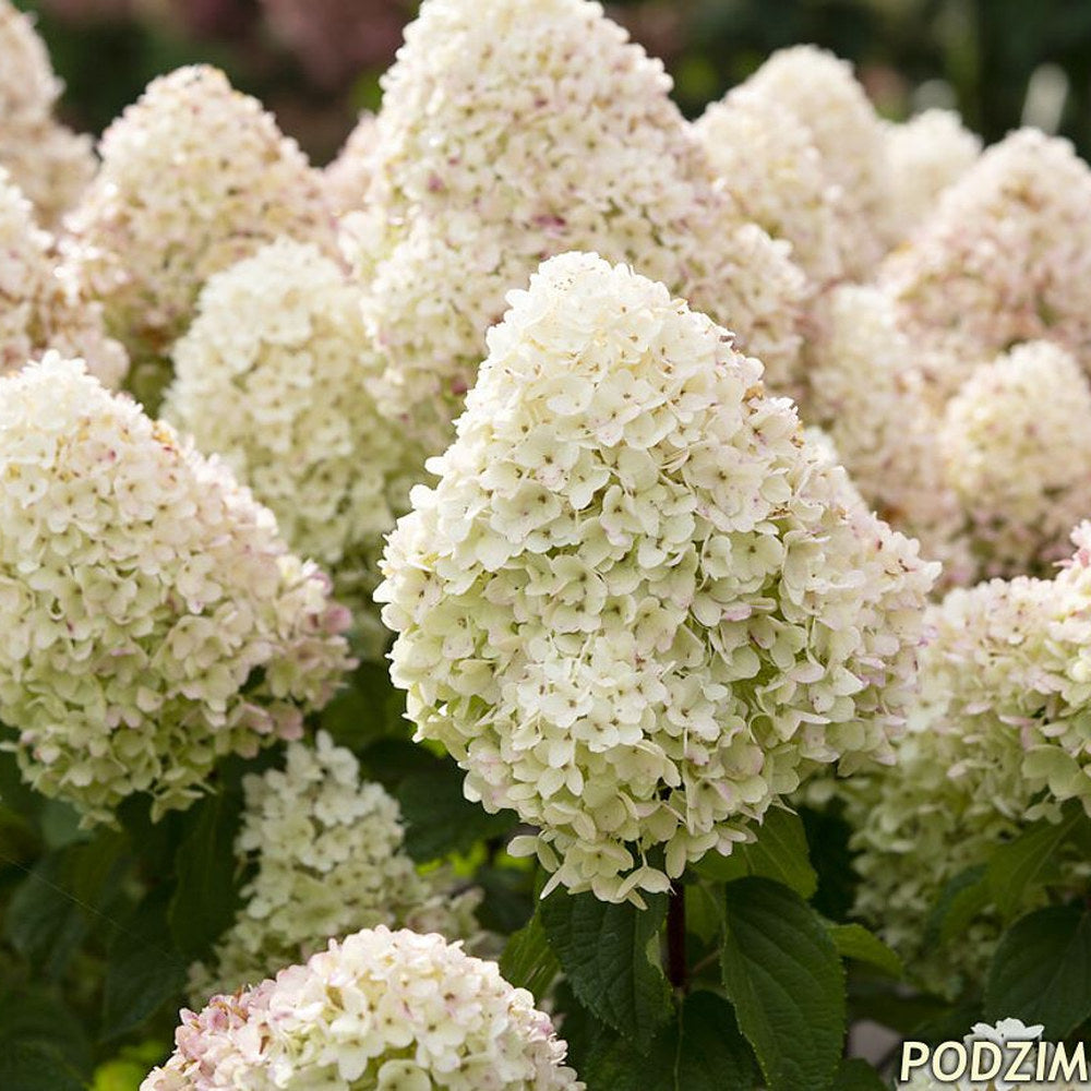 Hortensie de gradina (Paniculata) Living Sugar Rush, cu flori mari, albe cu nuante roz delicate