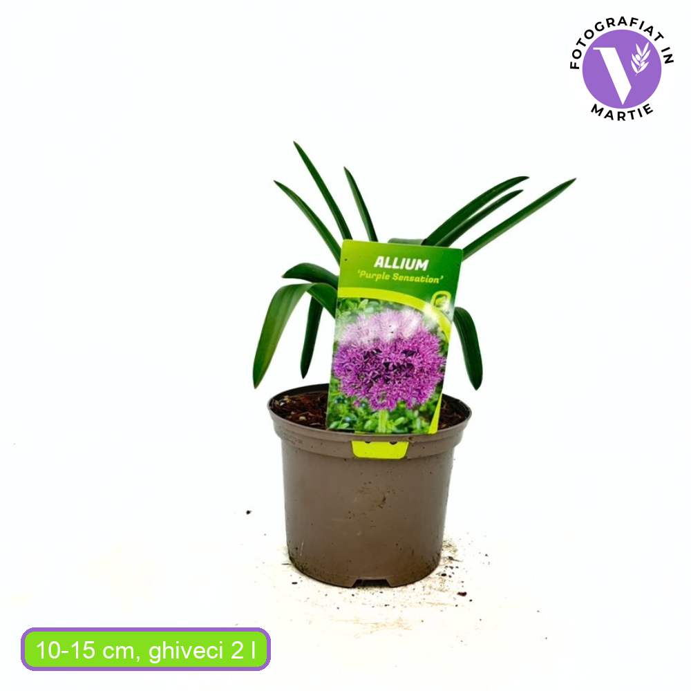 Ceapa Ornamentala (Allium) Purple Sensation, cu flori sferice mari violet intens, crestere rapida, anuala