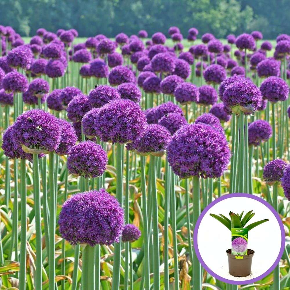 Ceapa Ornamentala (Allium) Ambassador, cu flori mov sferice