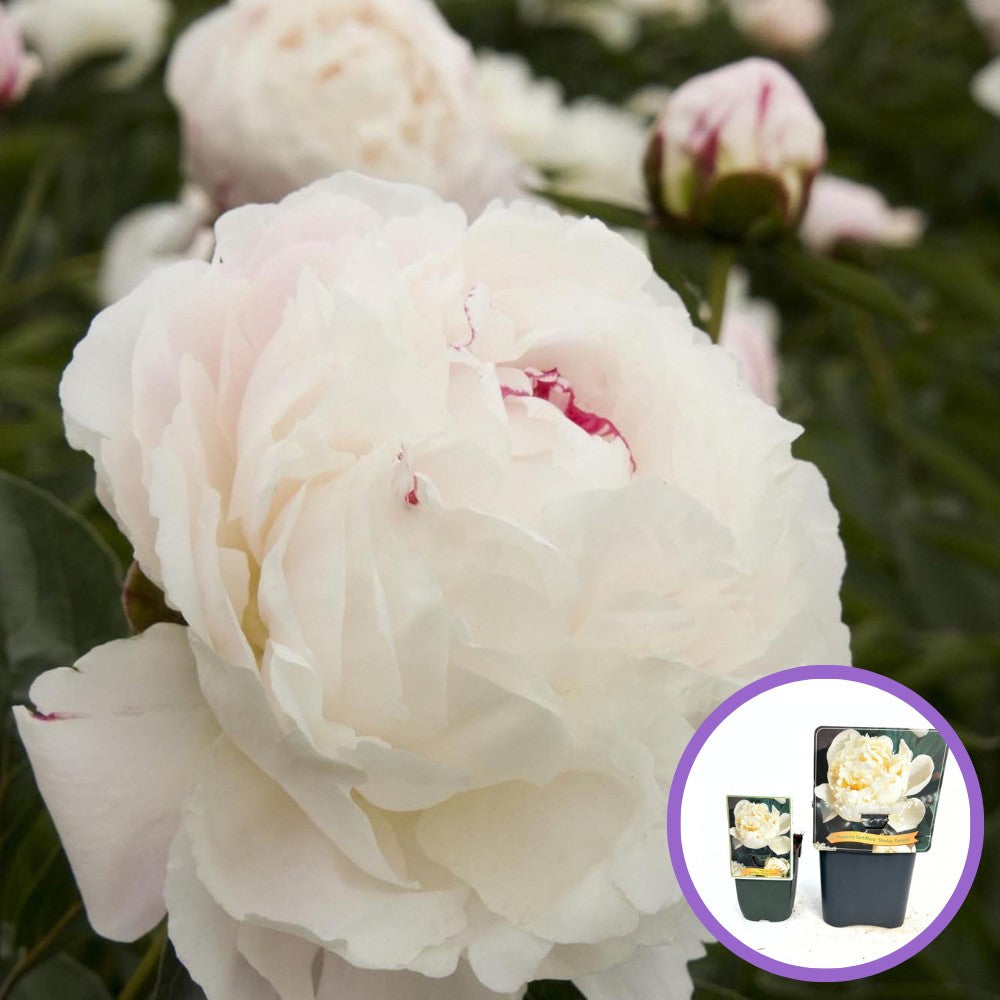 Bujor nobil Shirley Temple, cu flori albe roz-pal si parfum intens, inradacinat in ghiveci