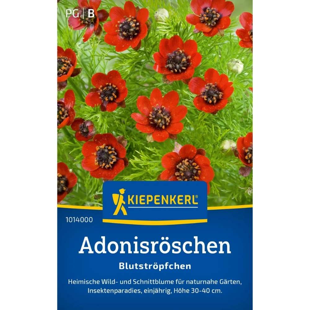 Seminte de adonis – varietate Blutstropfchen, flori rosii vibrante, ajunge pentru 60 Plante