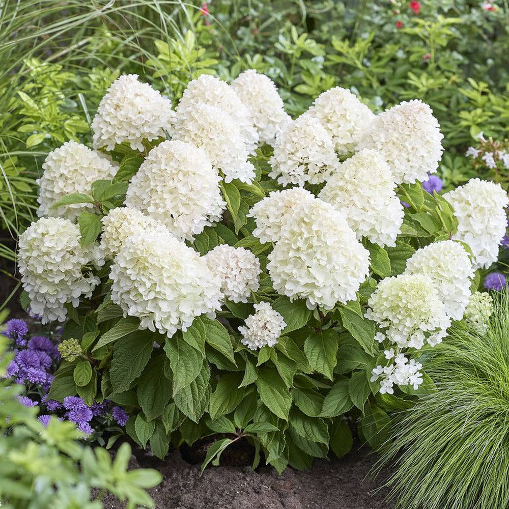 Hortensie de gradina (Paniculata) Living Sugar Rush, cu flori mari, albe cu nuante roz delicate