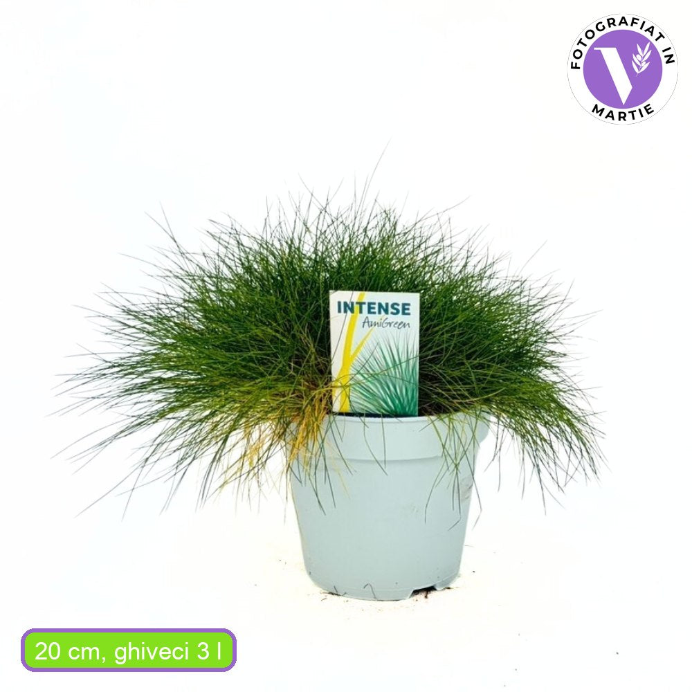 Festuca Gautieri (Paius) Pic Garlit, iarba decorativa de talie mica, frunzis verde compact, ideala pentru stancarii si borduri